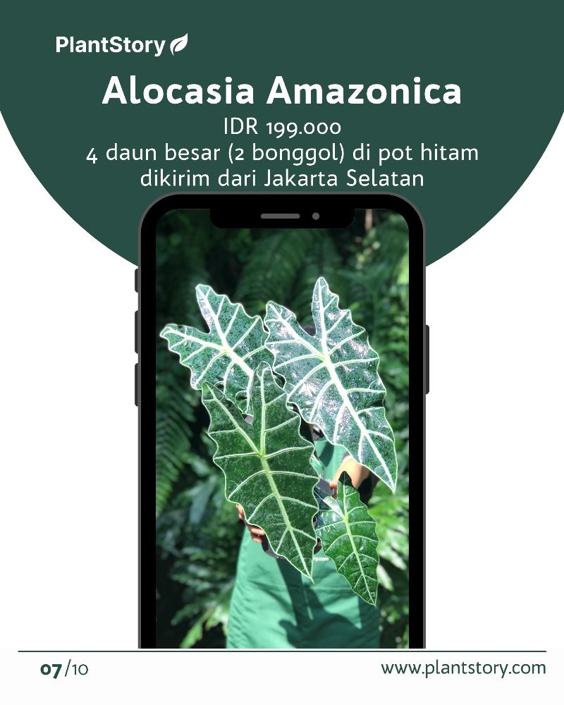 Алоказия амазоника фото и описание сорта