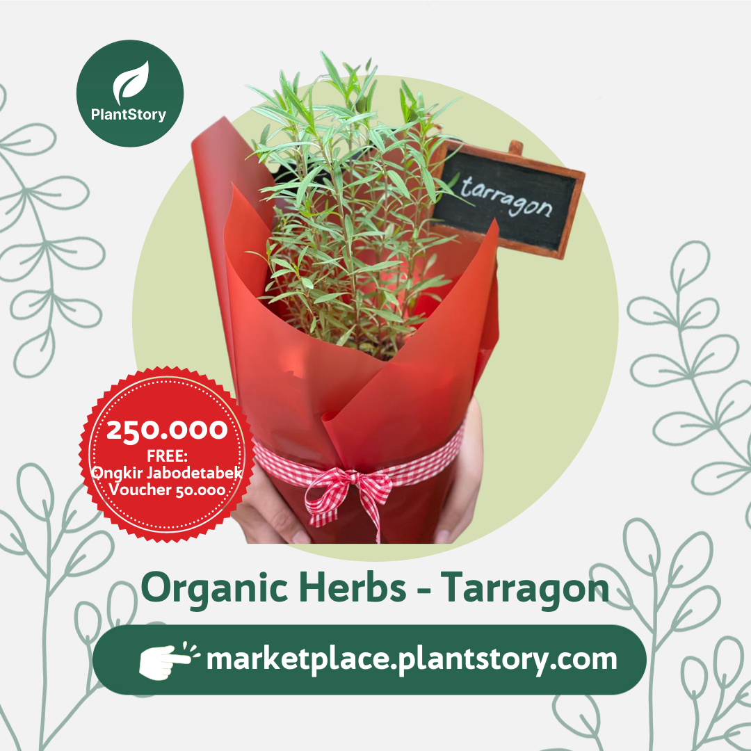 Organic Herbs Hampers Tanaman Herbal