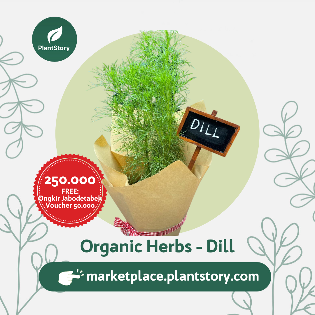 Organic Herbs Hampers Tanaman Herbal