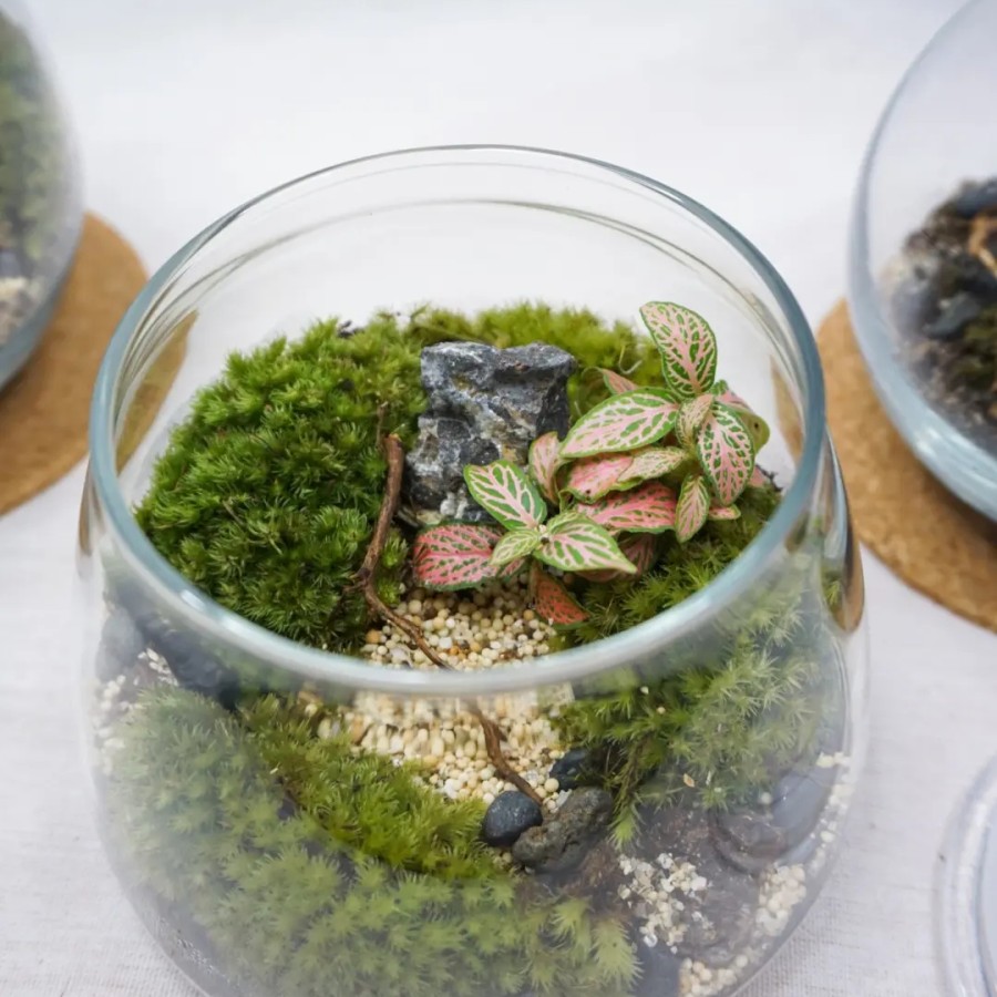 Terrarium Small