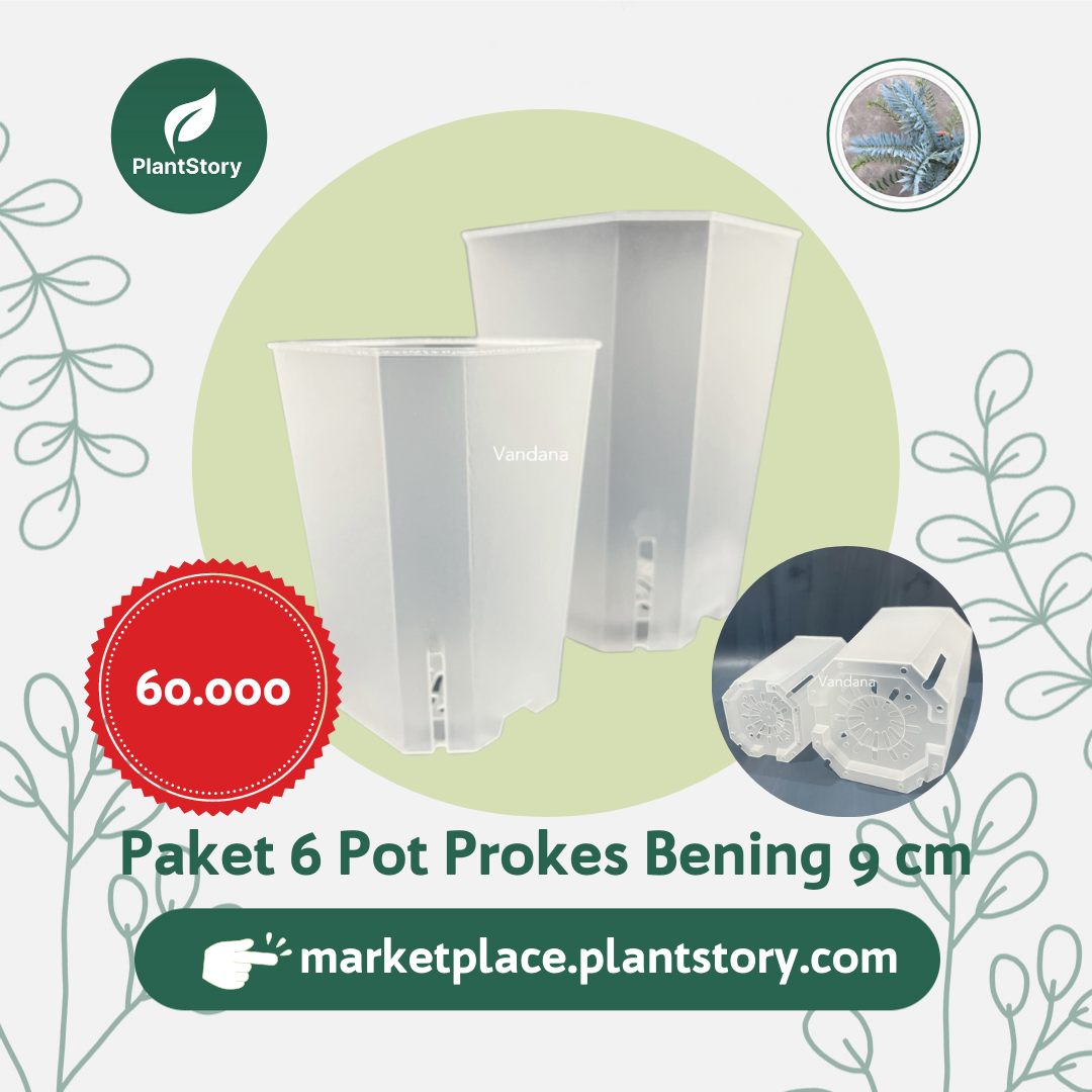 Paket 6 Pot PROKES Bening (PROpagasi suKsES) 9 cm