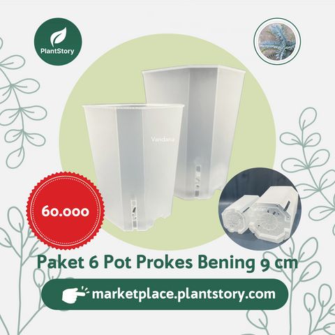 Paket 6 Pot PROKES Bening (PROpagasi suKsES) 9 cm