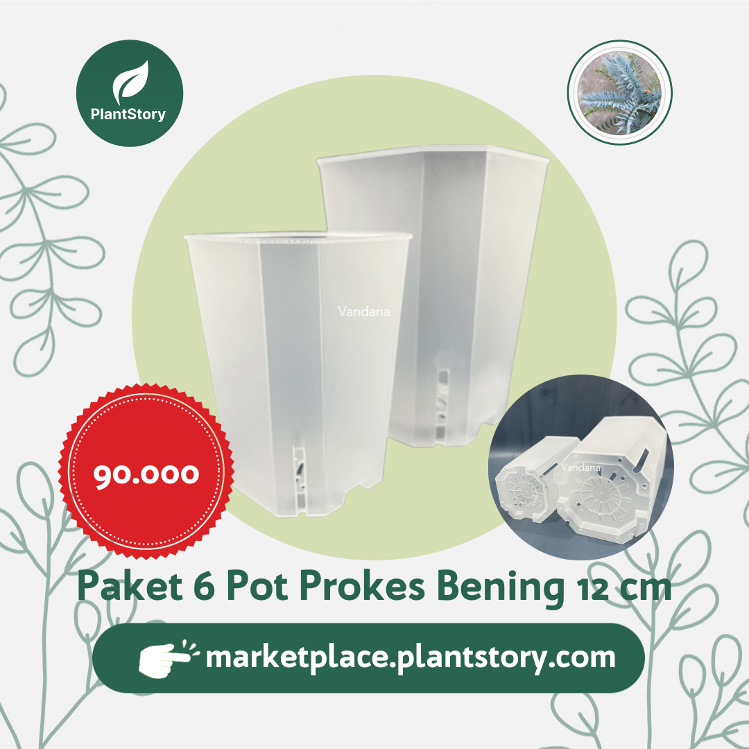 Paket 6 Pot PROKES Bening (PROpagasi suKsES) 12 cm