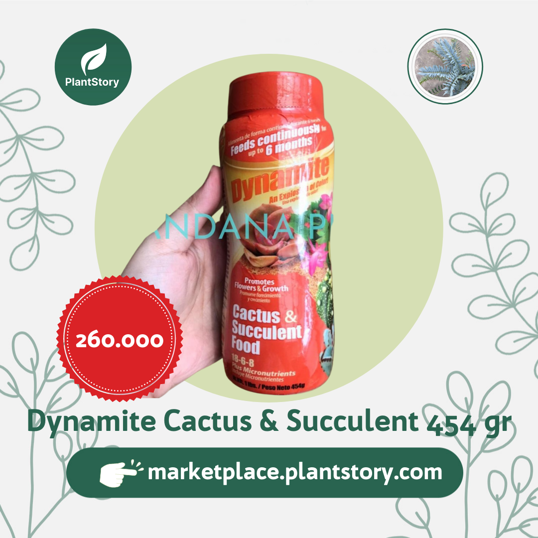Pupuk Dynamite Cactus & Succulent (454 gr)
