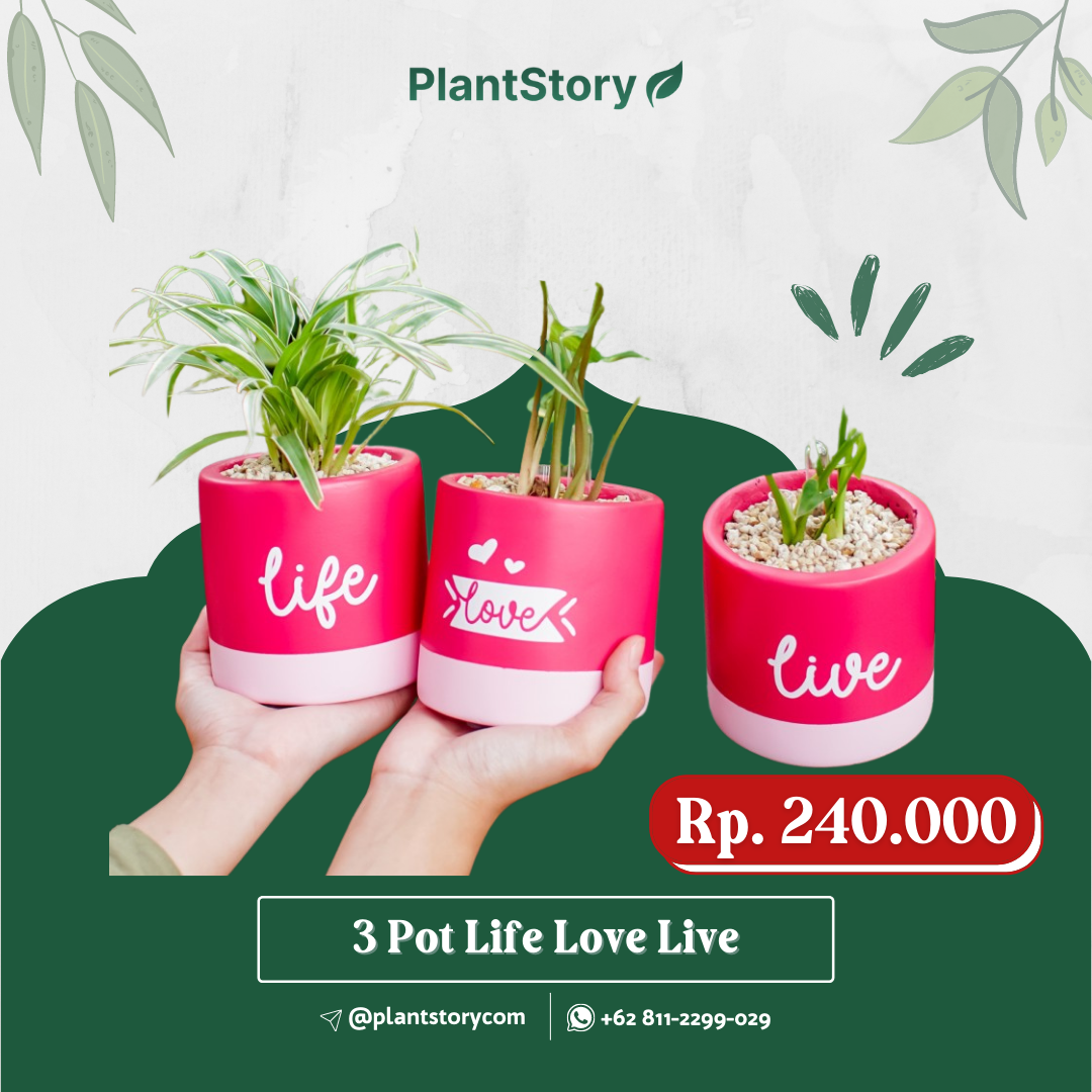 3 Pot Life Love Live Series