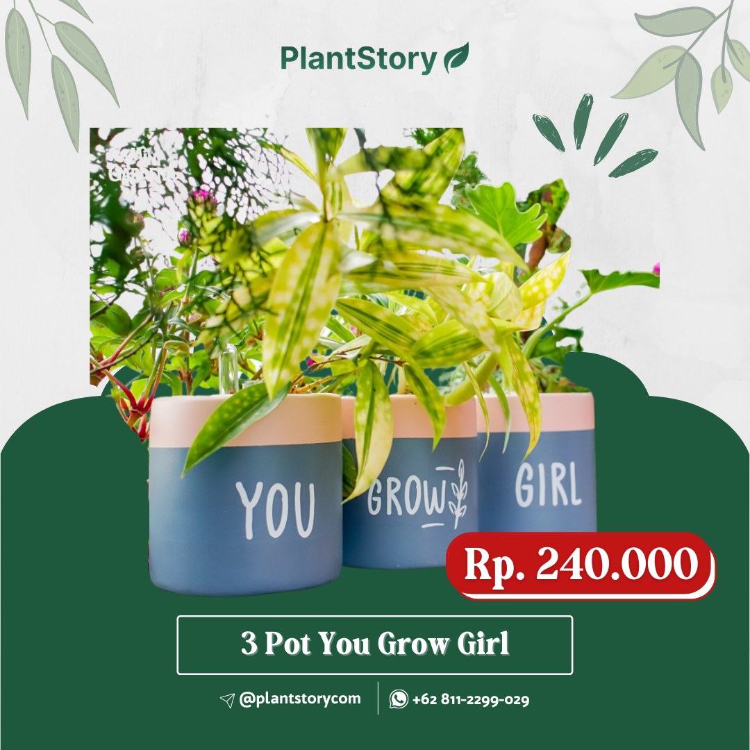 3 Pot You Grow Girl Series
