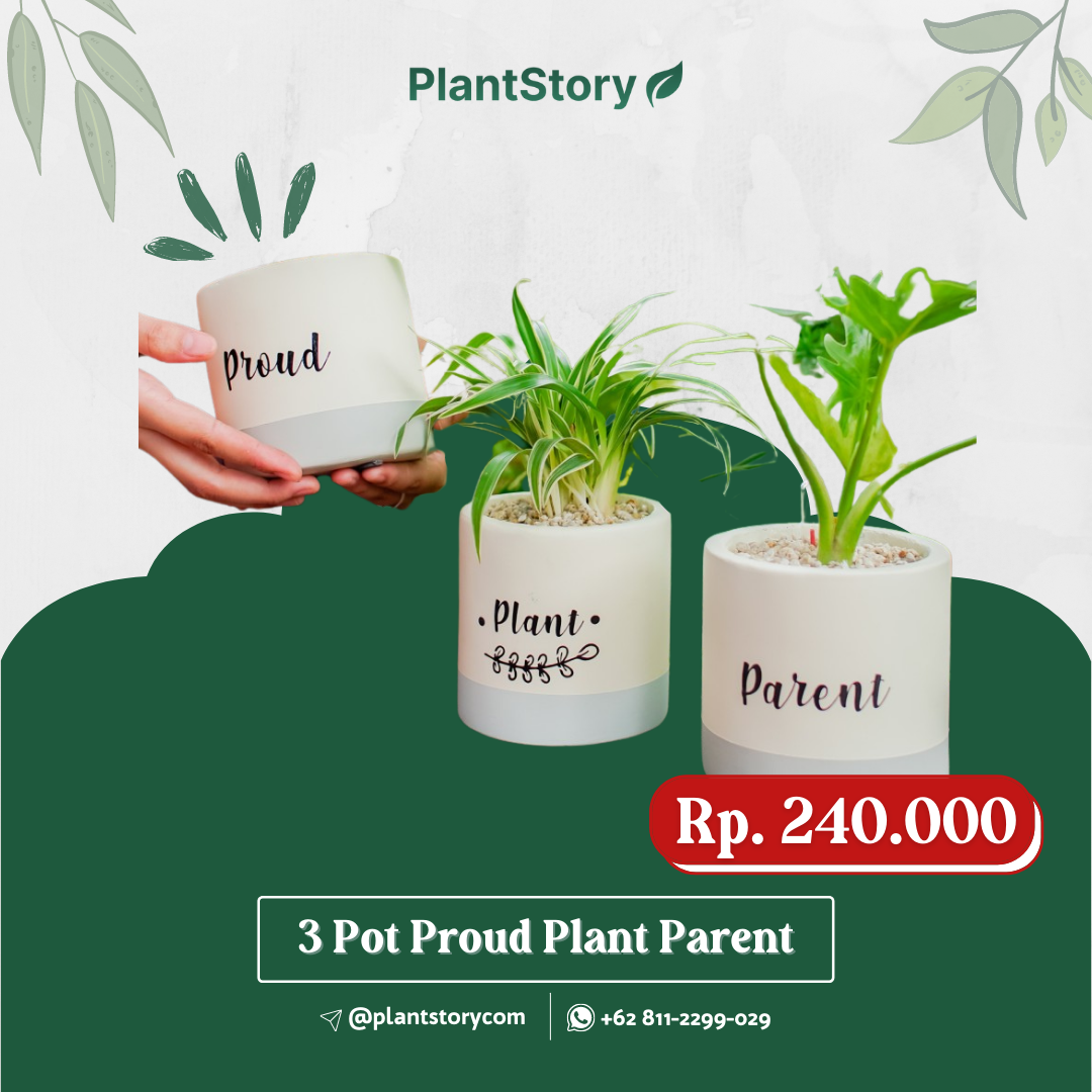 3 Pot Proud Plant Parent Series