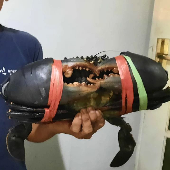 KEPITING BAKAU