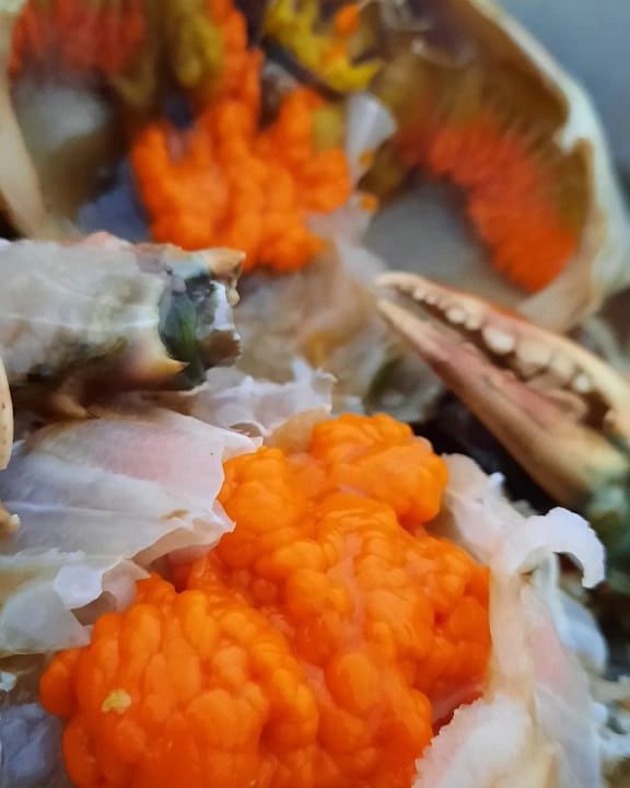 KEPITING TELUR SUPER