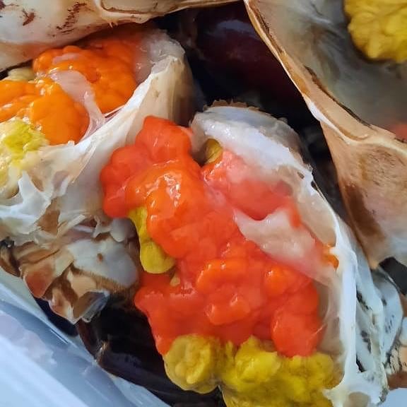 KEPITING TELUR SUPER