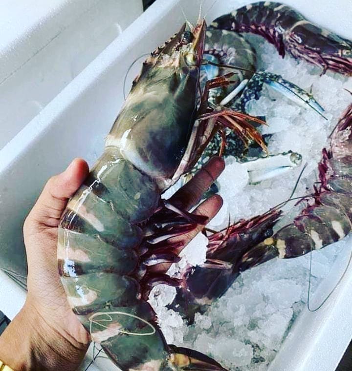 UDANG TIGER / GALAH