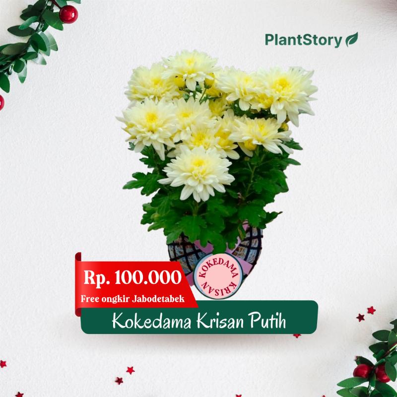 Kokedama Krisan - Hampers Natal