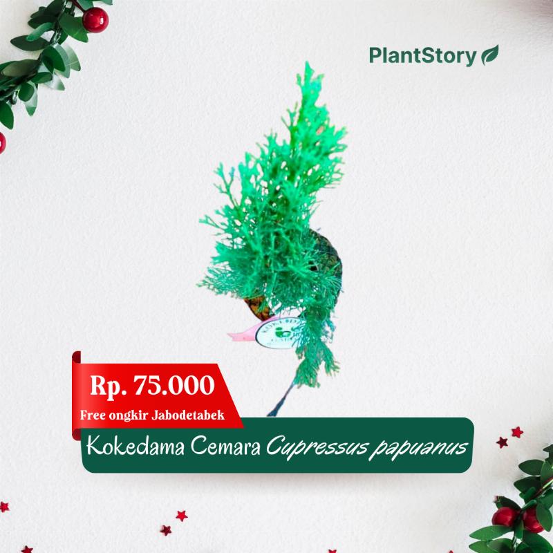Kokedama Cemara Cupressus Papuanus - Hampers Natal