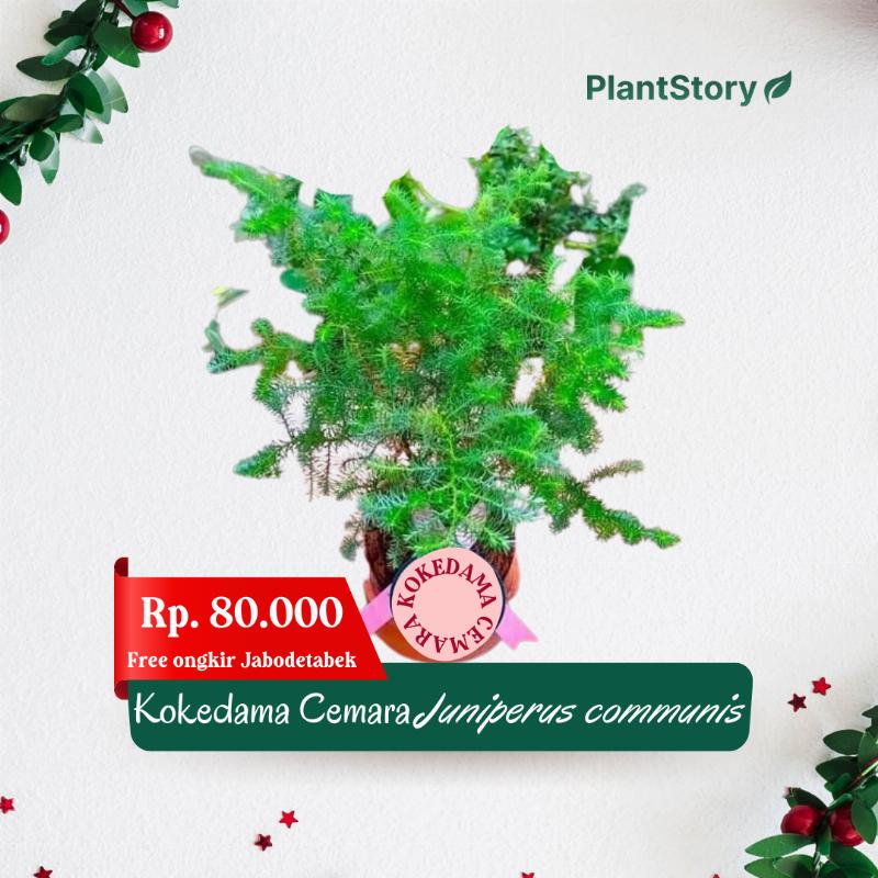 Kokedama Cemara Juniperus Communis - Hampers Natal