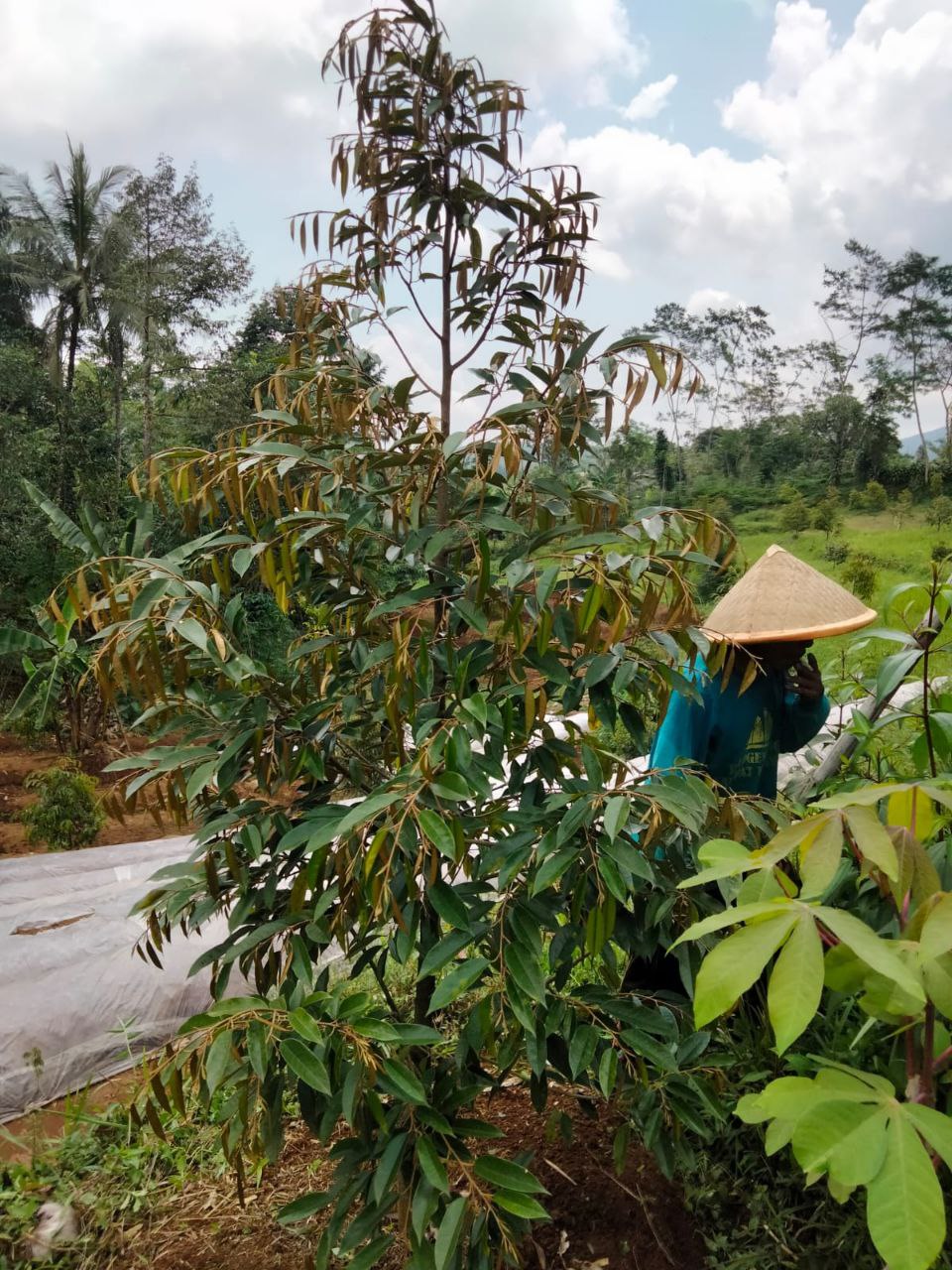 Jual Kebun Durian Dekat Baturaden Purwokerto