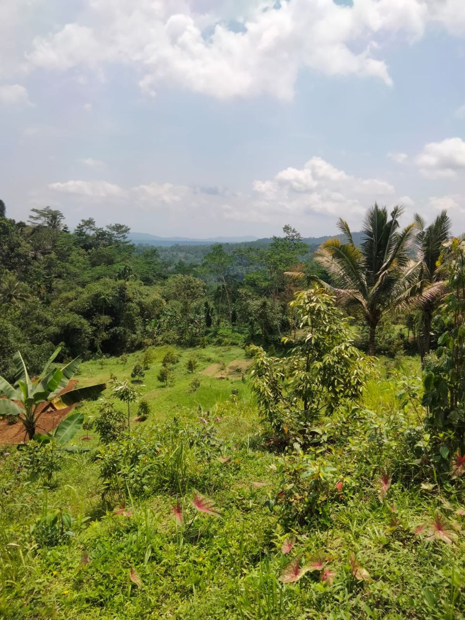 Jual Kebun Durian Dekat Baturaden Purwokerto