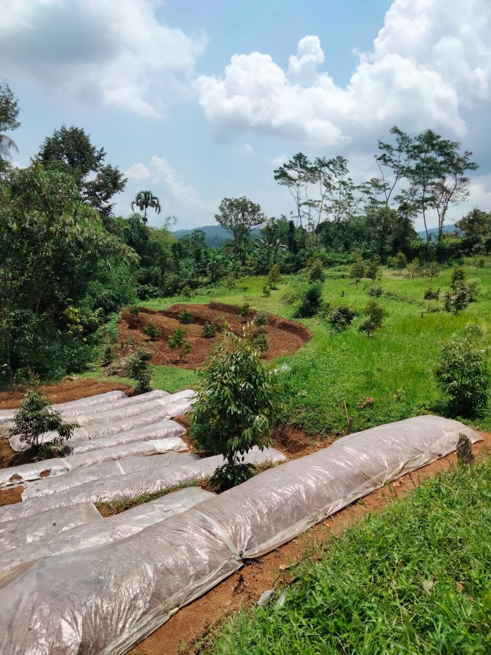 Jual Kebun Durian Dekat Baturaden Purwokerto