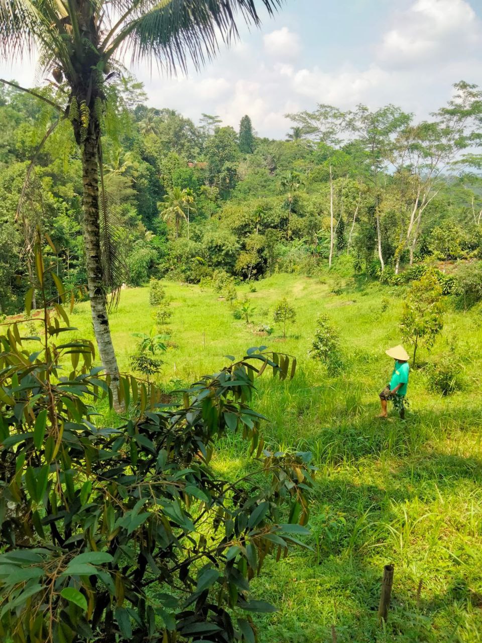 Jual Kebun Durian Dekat Baturaden Purwokerto