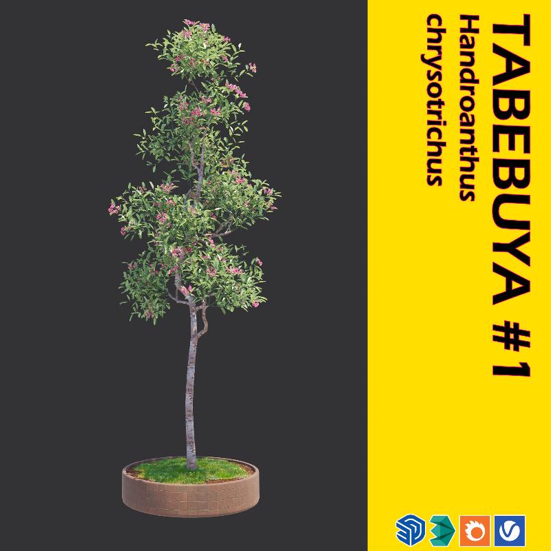 04. TABEBUYA TREE #1