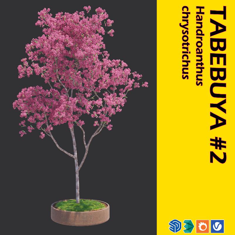 05. TABEBUYA TREE #2