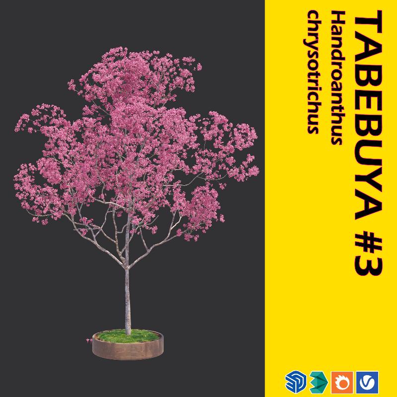 06. TABEBUYA TREE #3