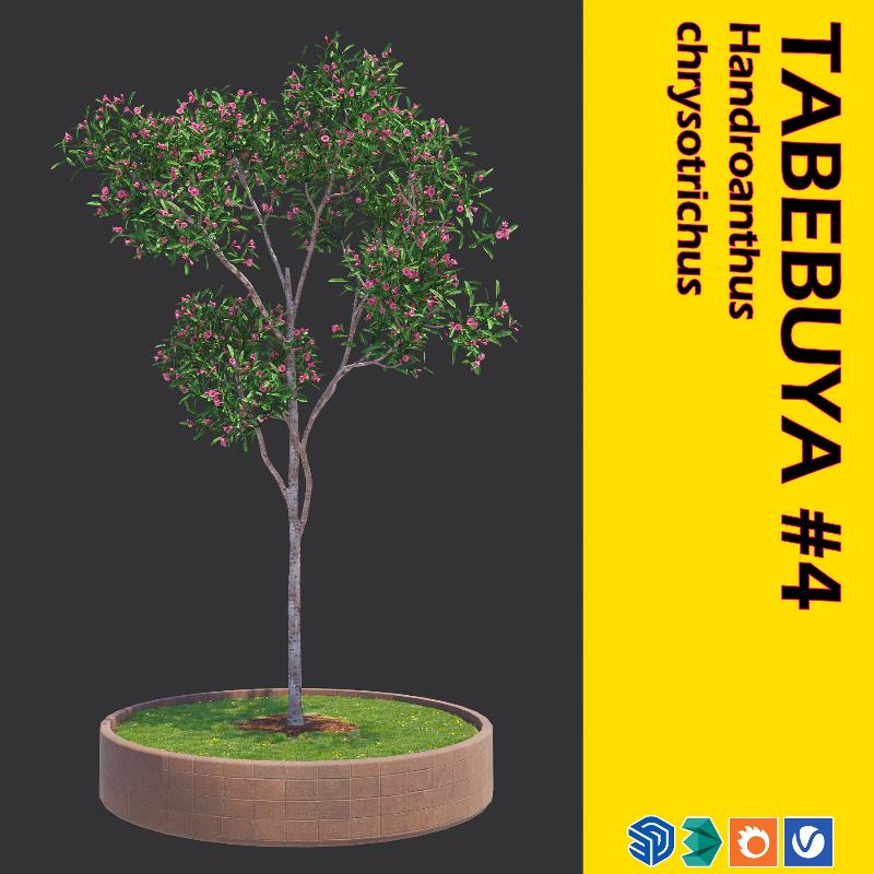 07. TABEBUYA TREE #4