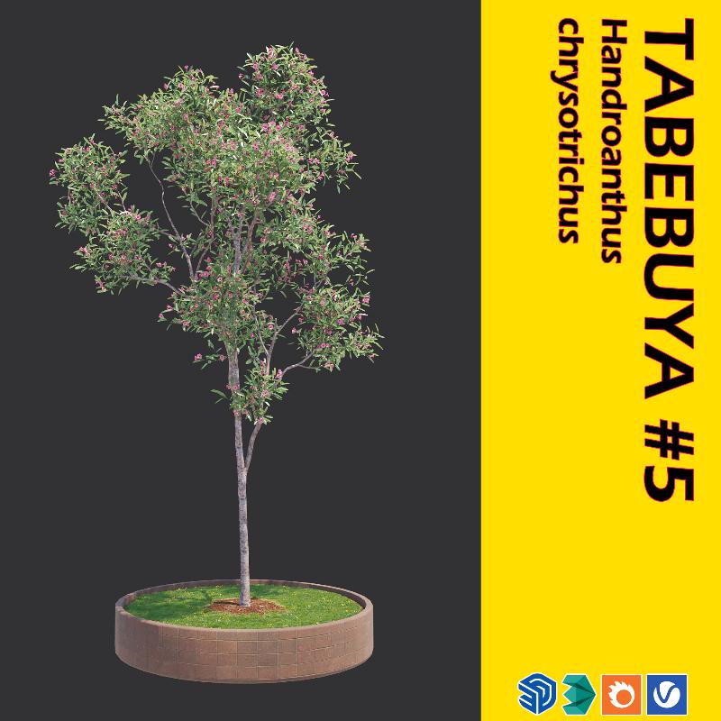 08. TABEBUYA TREE #5