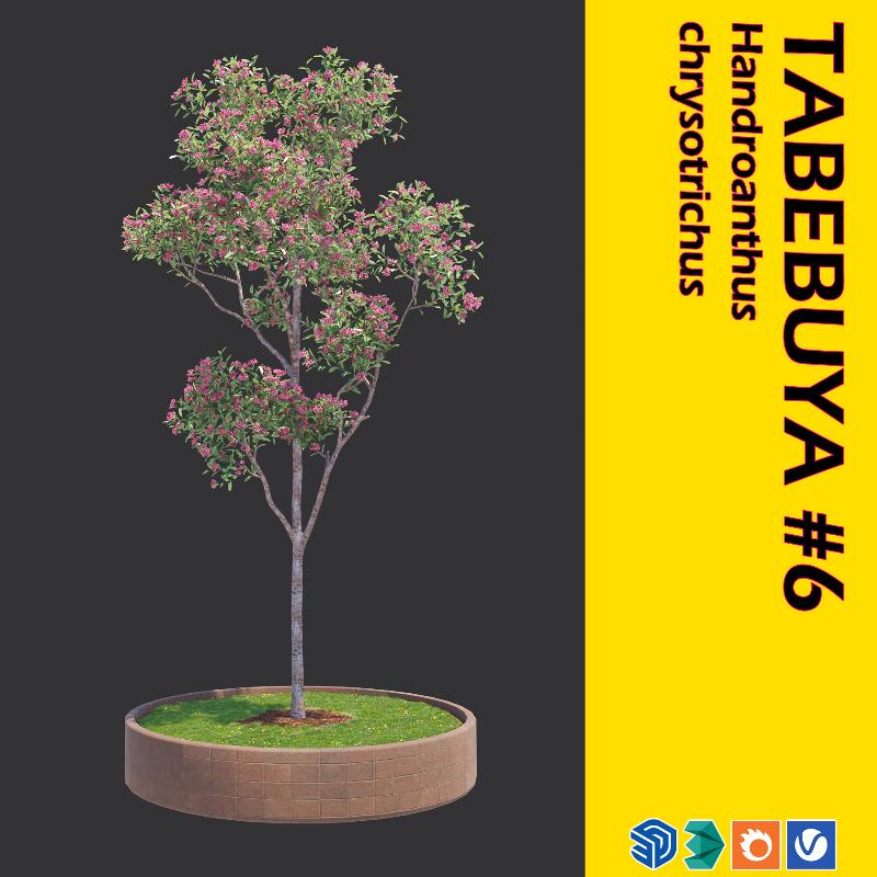 09. TABEBUYA TREE #6