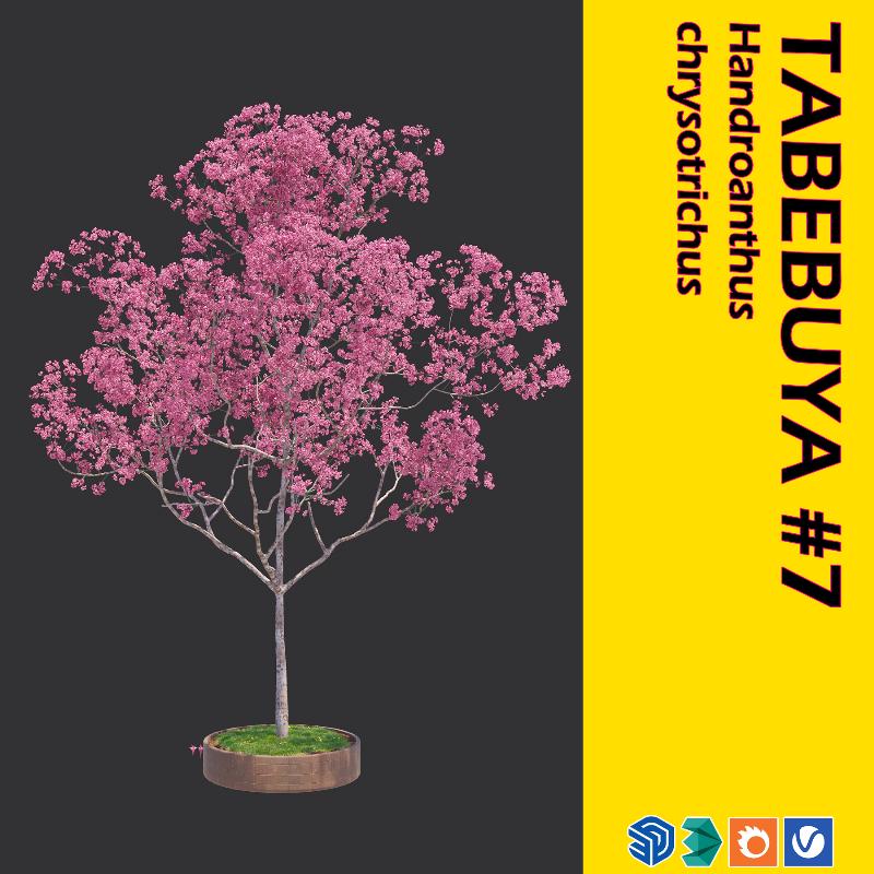 10. TABEBUYA TREE #7